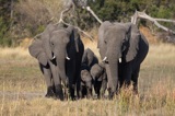 Tubu Tree - Elephant family2